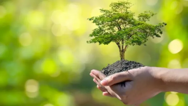 Planting a tree